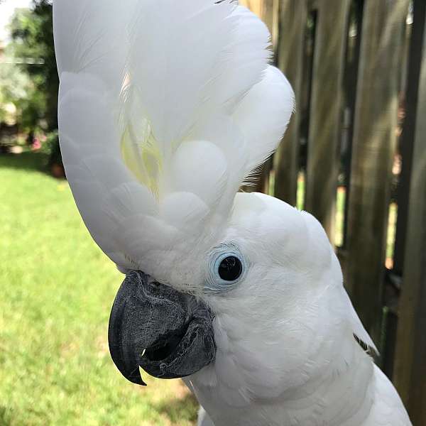 white-umbrella-cockatoo-for-sale