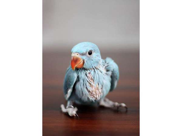 cute-bird-for-sale-in-st-paul-tx