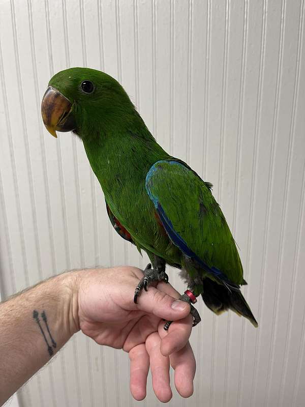 eclectus-parrots-for-sale-in-peru-ia
