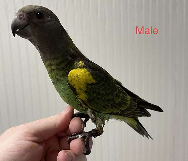 parrot-for-sale-in-peru-ia