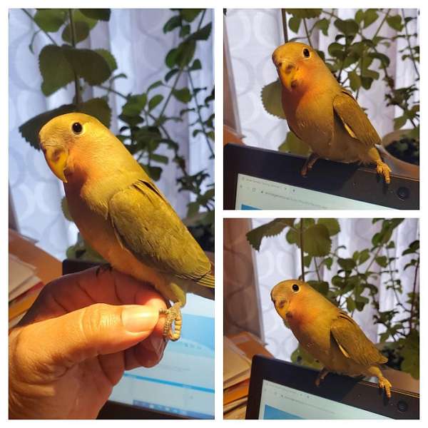 cute-bird-for-sale-in-dudley-ma