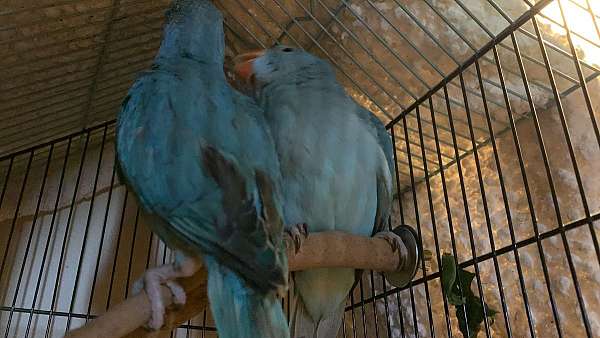 ringneck-parakeet-for-sale-in-center-valley-pa