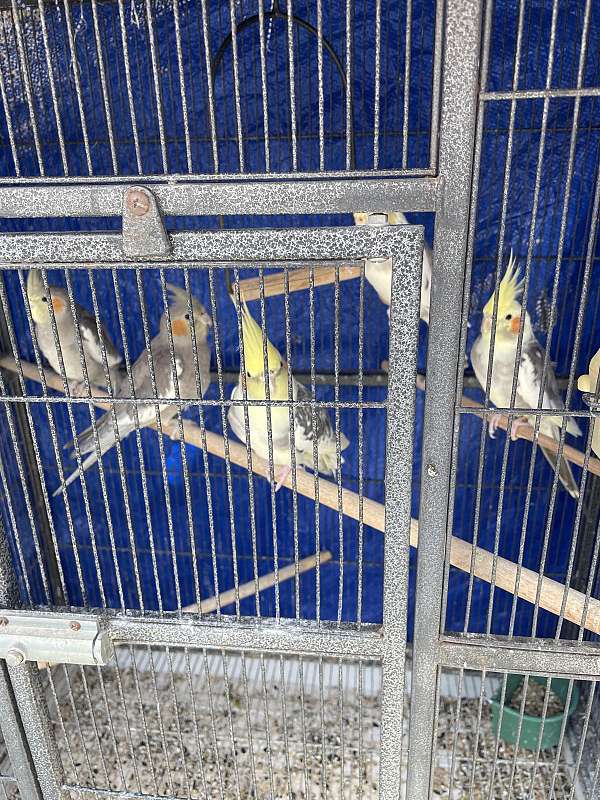 adult-bird-for-sale-in-whittier-ca