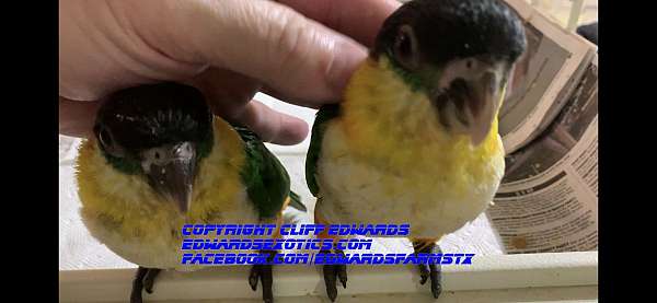 black-headed-caique-for-sale-in-liberty-hill-tx