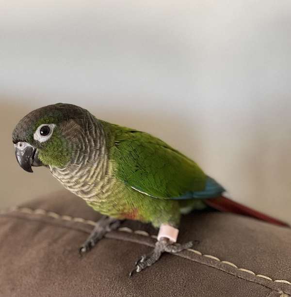 playful-tame-conure-for-sale