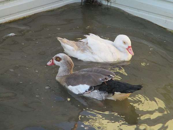 mixed-goose-for-sale