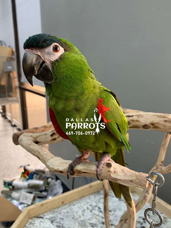 hahns-macaw-for-sale-in-flower-mound-tx