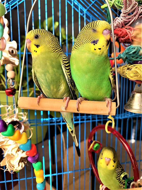 parakeet-for-sale-in-grapevine-tx