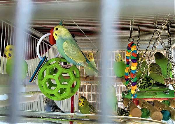 blue-bird-for-sale-in-grapevine-tx