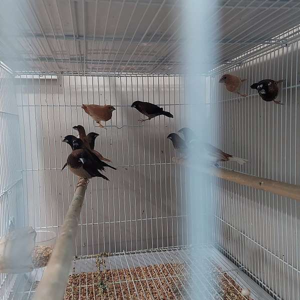 society finches for sale