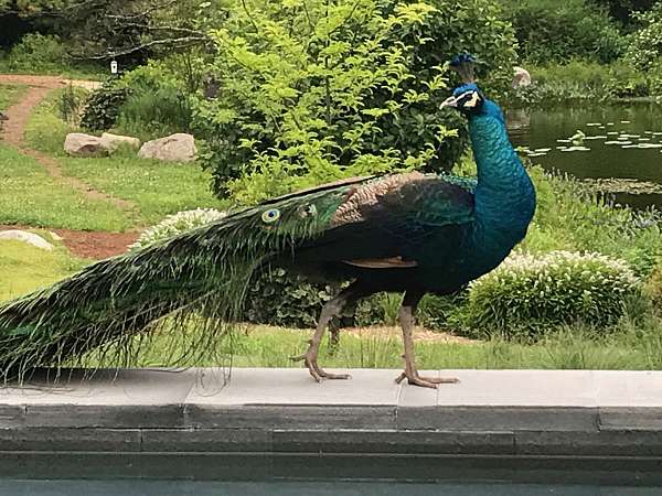 peacock-for-sale-in-killingworth-ct