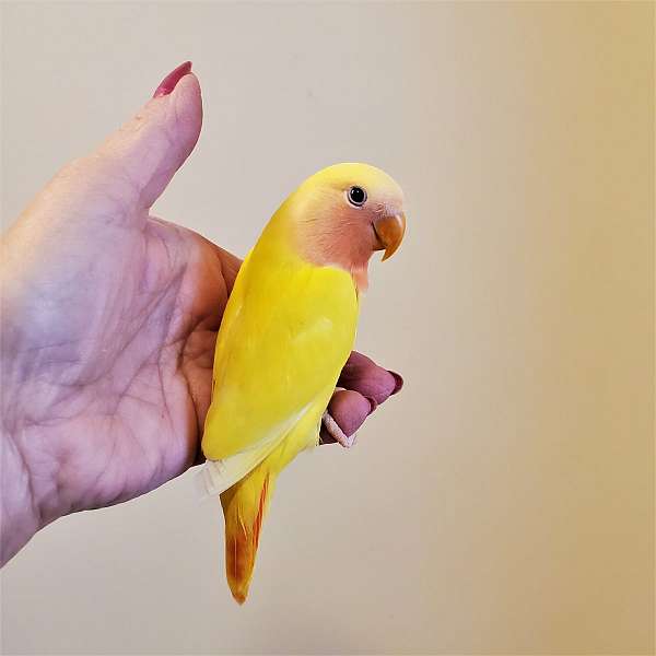 yellow-bird-for-sale-in-newville-pa