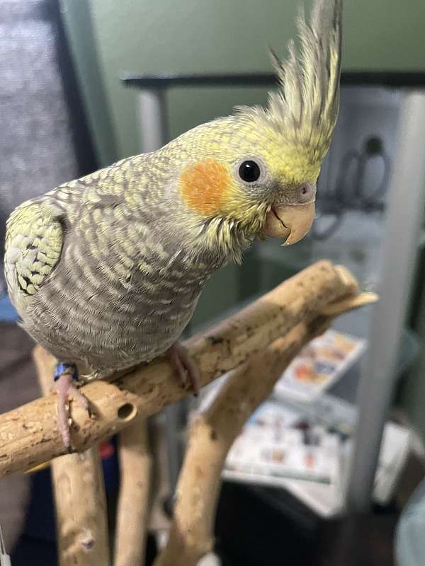 cockatiel-for-sale