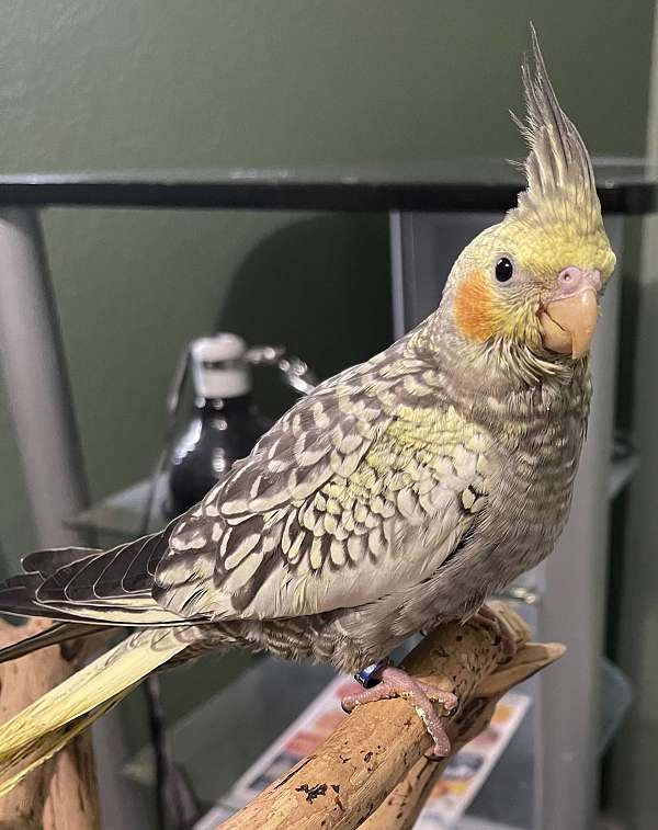 small-cockatiel-for-sale