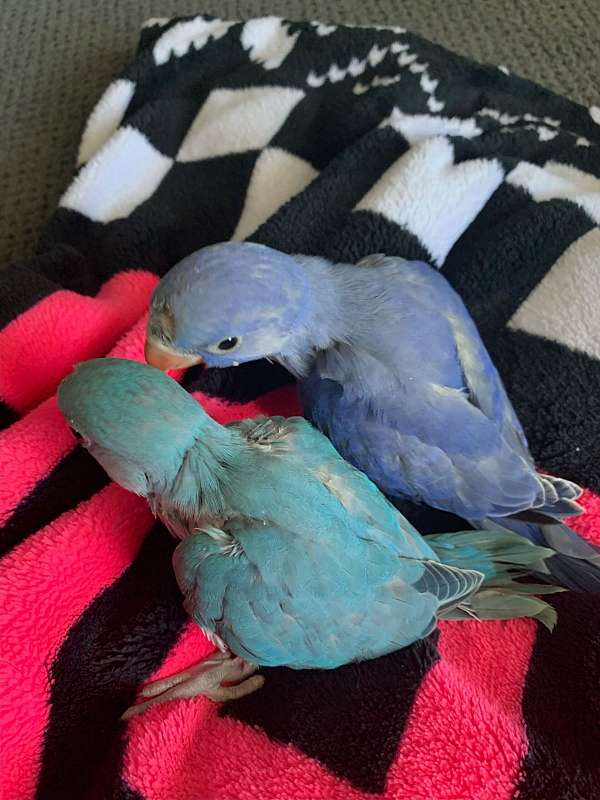blue-green-parakeet-ringneck-parakeet-for-sale