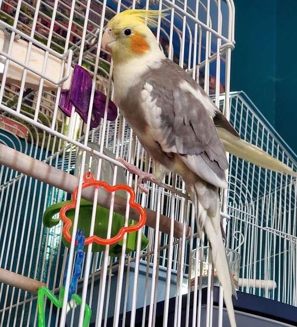 white-cute-singing-bird-for-sale
