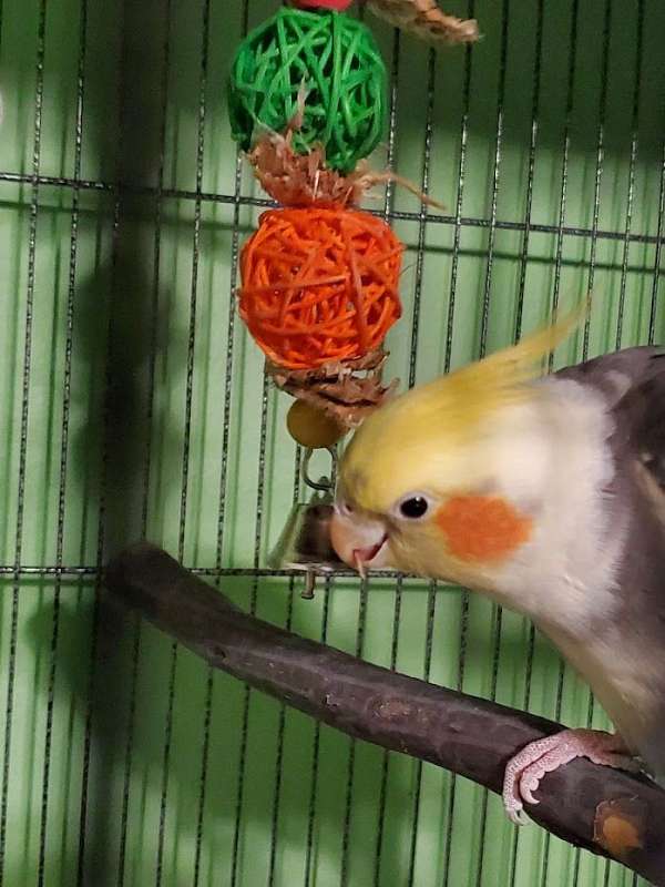yellow-cute-singing-bird-for-sale