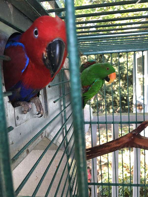 eclectus-parrots-for-sale-in-roseburg-or