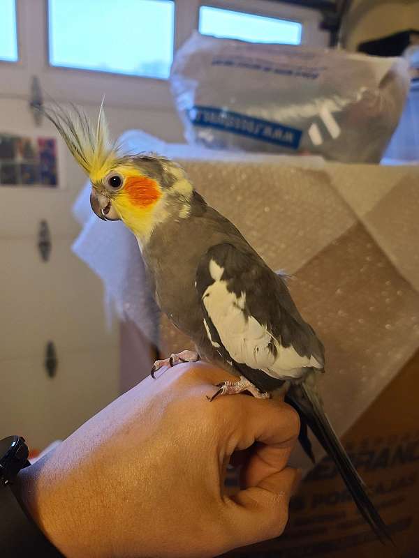 cockatiel-for-sale