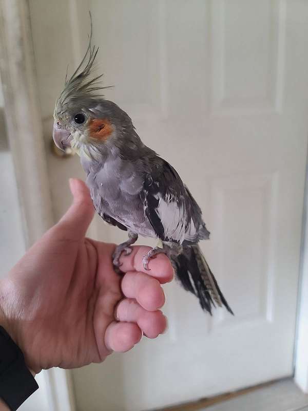 cockatiel-for-sale