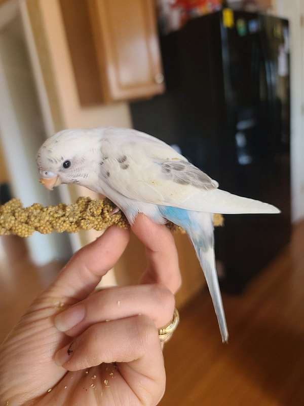 parakeet-for-sale