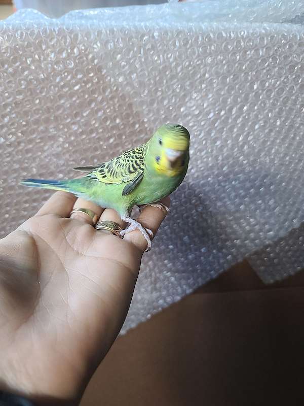 parakeet-for-sale