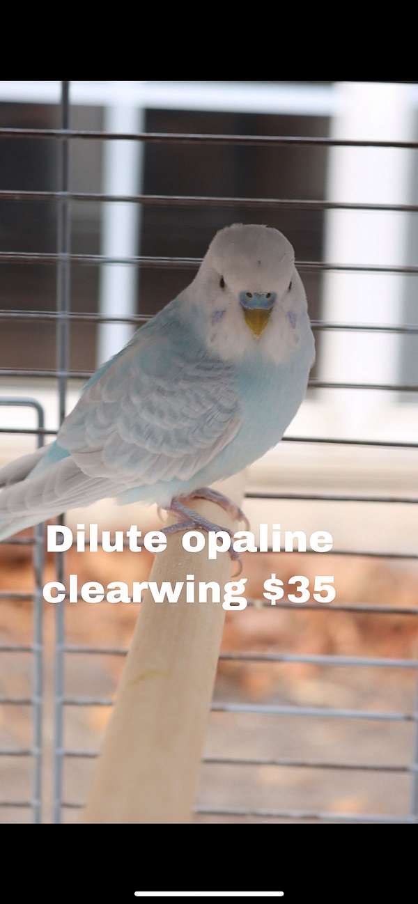 opaline-bird-for-sale-in-high-point-nc