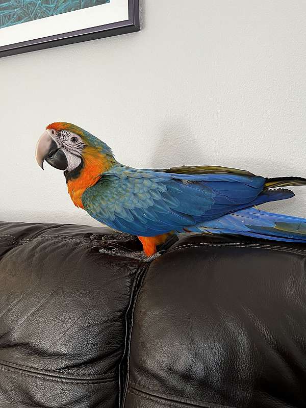 hybrid-macaw-for-sale-in-deltona-fl