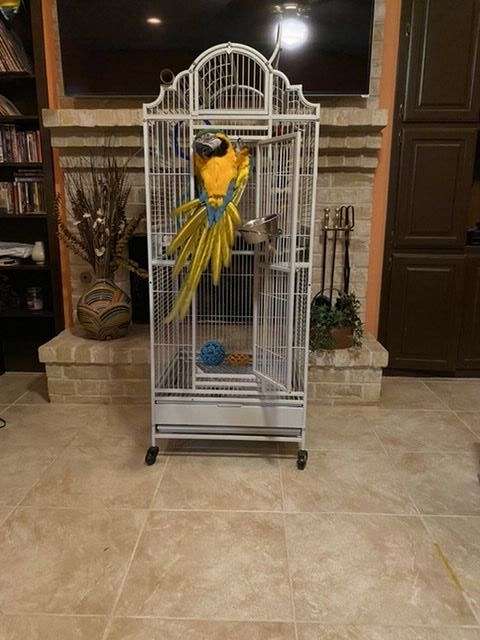 blue-gold-amazon-parrot-for-sale