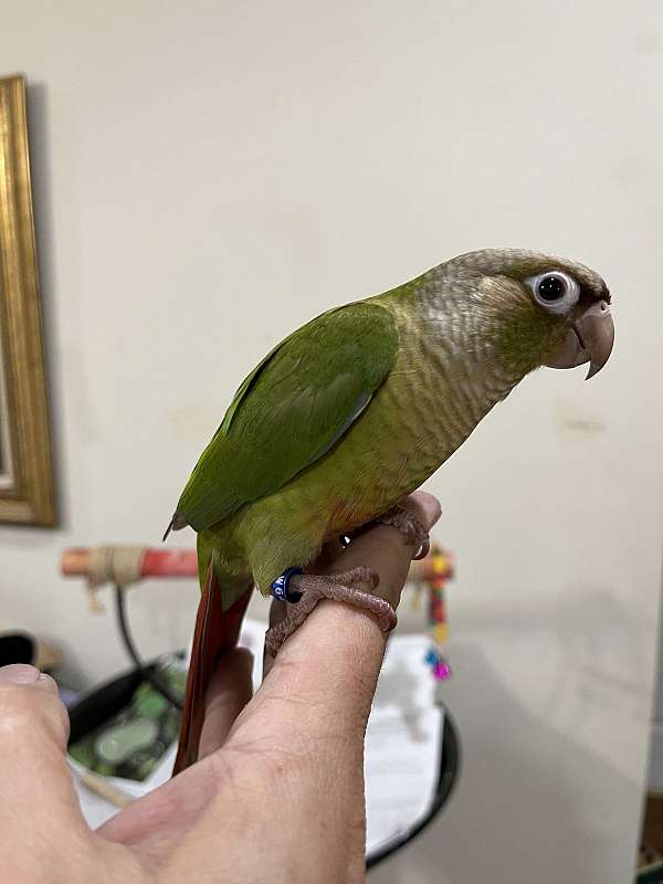cinnamon-green-pet-tame-bird-for-sale