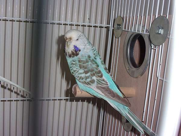 opaline-bird-for-sale-in-buxton-me