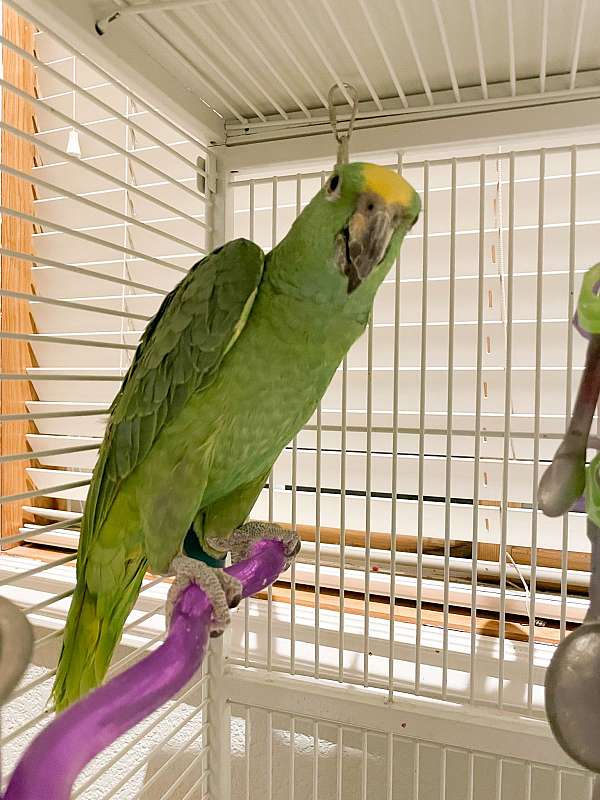 yellow-naped-amazon-parrot-for-sale-in-brighton-co