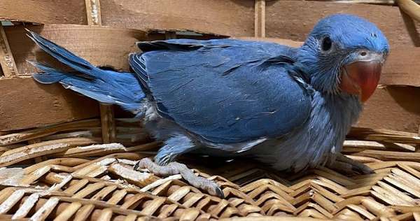 blue-cobalt-bird-for-sale-in-mansfield-tx