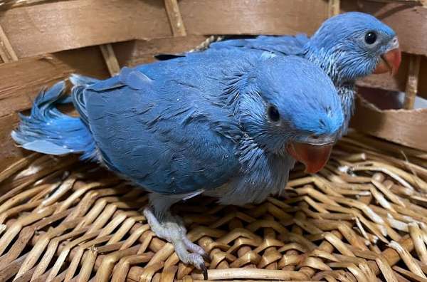 blue-cobalt-exotic-bird-for-sale