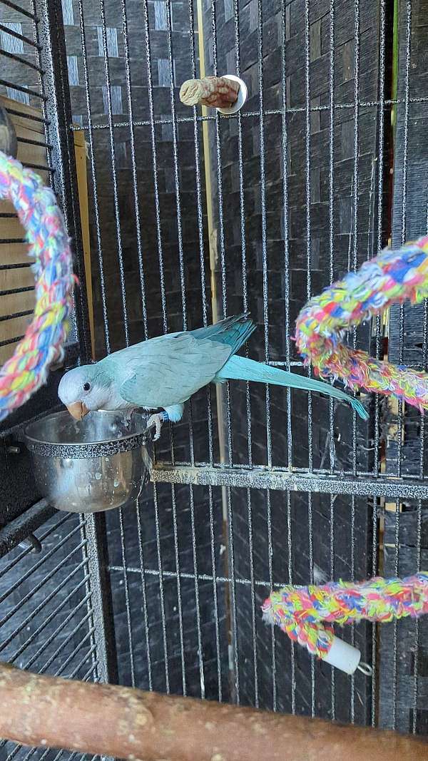 blue-quaker-parrots-for-sale