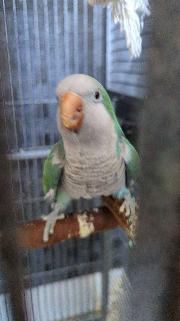 quaker-parrots-for-sale