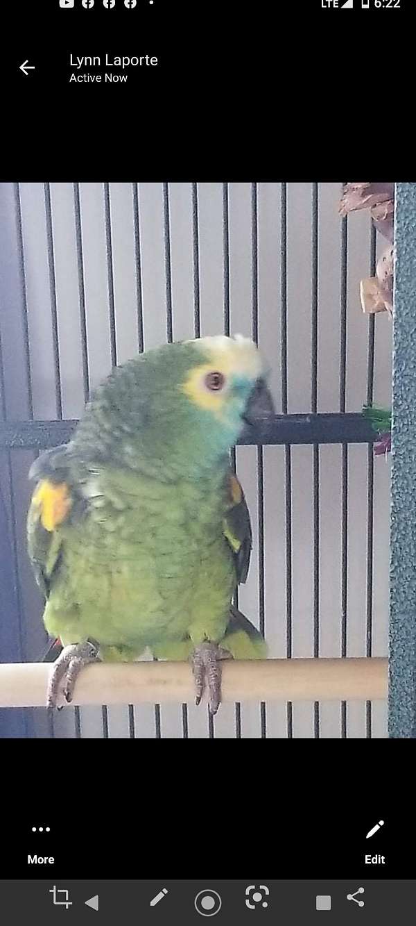 cute-bird-for-sale-in-middletown-ri
