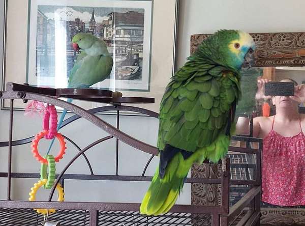 pet-bird-for-sale-in-middletown-ri