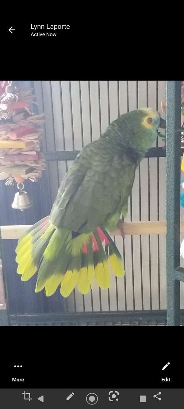 playful-bird-for-sale-in-middletown-ri