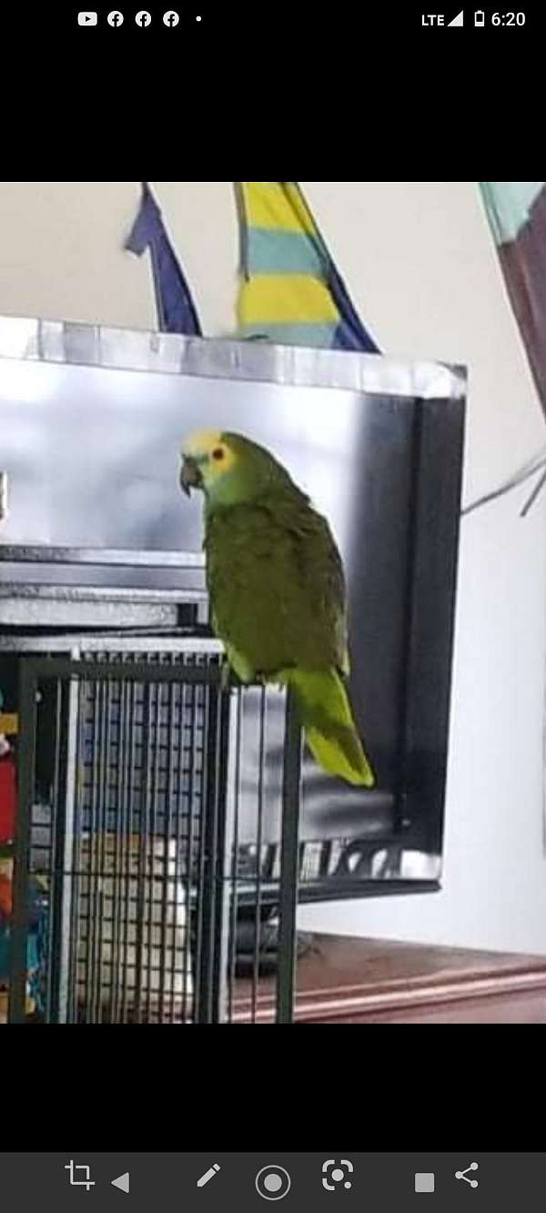 quiet-bird-for-sale-in-middletown-ri