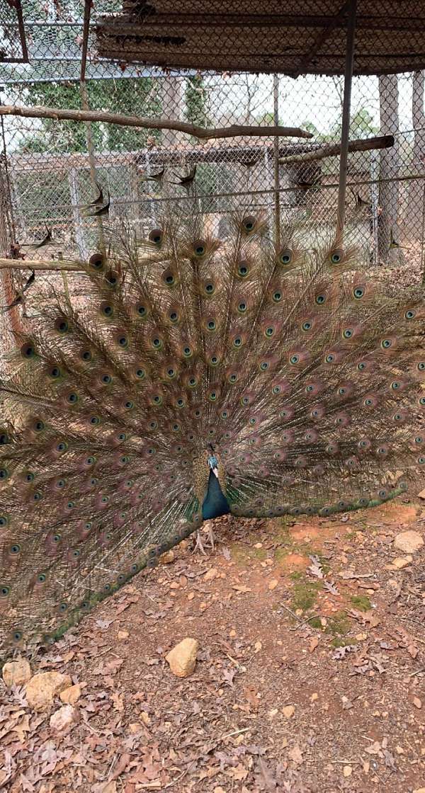 peacock-for-sale-in-chester-sc