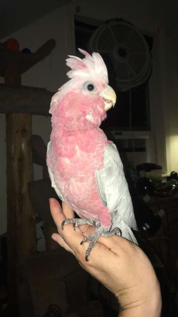 rose-breasted-cockatoo-for-sale