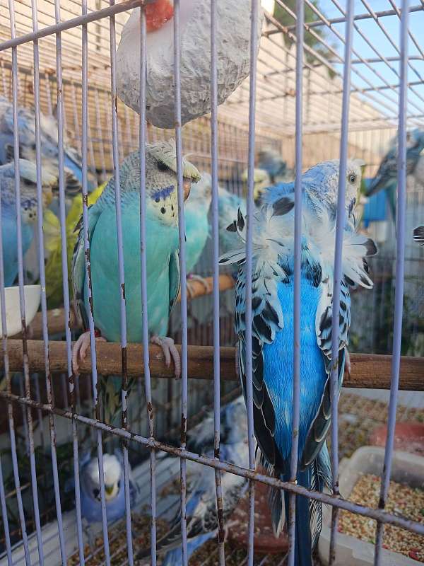 bird-for-sale-in-tampa-fl