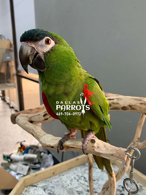 macaw-hahns-macaw-for-sale-in-flower-mound-tx