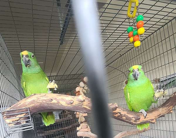aggressive-bonded-pair-amazon-parrot-parrot-for-sale