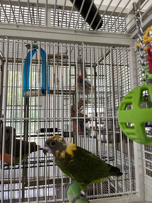 poicephalus-parrots-for-sale