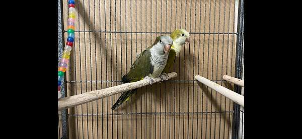 male-female-green-opaline-bird-for-sale