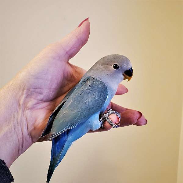 blue-opaline-peach-faced-lovebird-for-sale