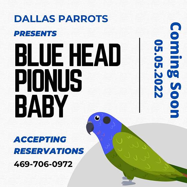 blue-headed-pionus-parrots-for-sale-in-flower-mound-tx
