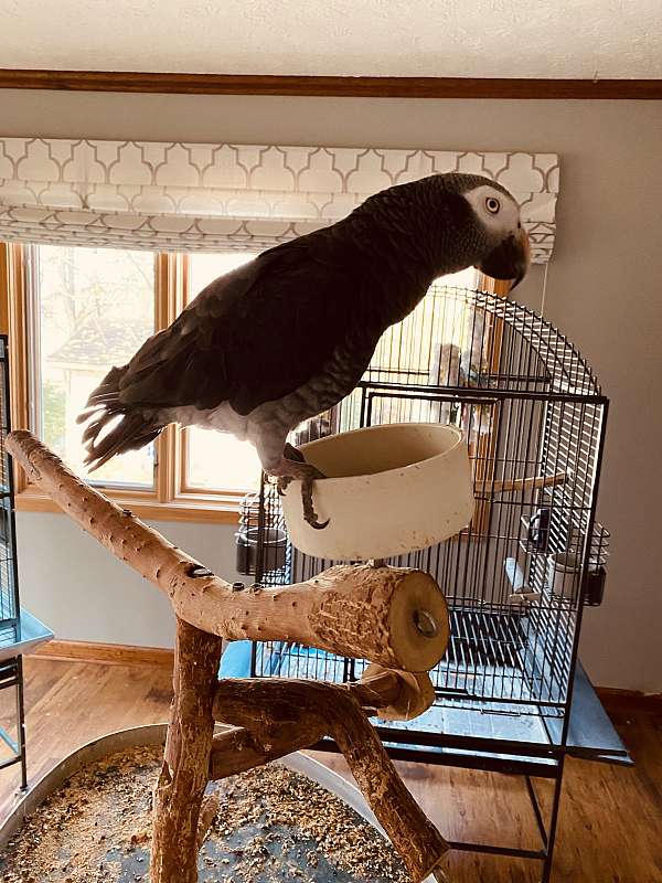 adult-bird-for-sale-in-avon-in